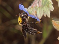 Xylocopa parvula