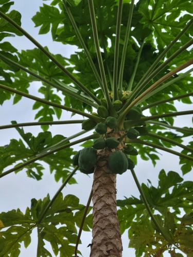 Papaya