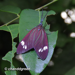 Cyclosia papilionaris