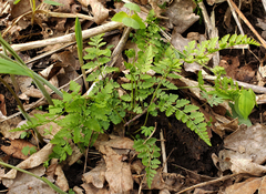 Cystopteris tenuis