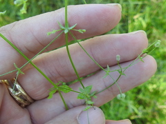 Galium texense
