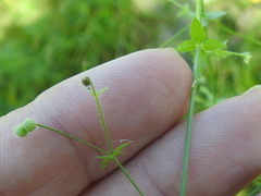 Galium texense