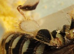 Neopasiphae mirabilis