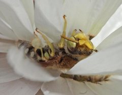 Neopasiphae mirabilis