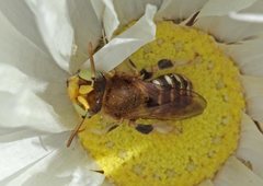 Neopasiphae mirabilis