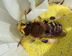 Neopasiphae mirabilis