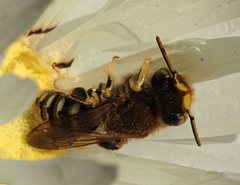 Neopasiphae mirabilis