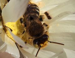 Neopasiphae mirabilis