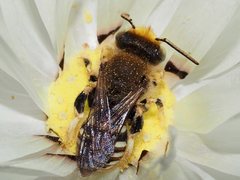 Neopasiphae mirabilis