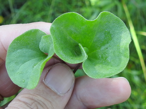 Image of Dichondra recurvata by (c) Sam Kieschnick, some rights reserved (CC BY)