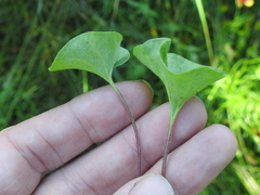 Dichondra recurvata