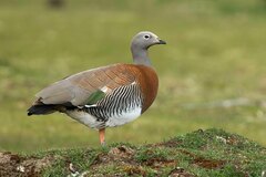 Ashy-Headed Goose photo 4