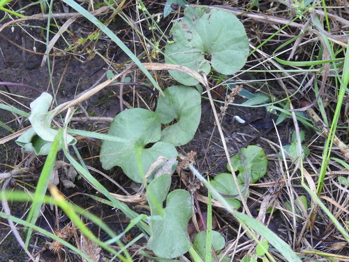 Image of Dichondra recurvata by (c) Sam Kieschnick, some rights reserved (CC BY)