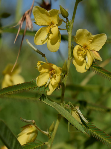 Fishbone cassia