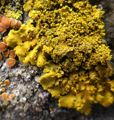 Sugared Sunburst Lichen