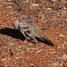 Common Crested Pigeon - Photo (c) Linda Rogan EntSocVic, some rights reserved (CC BY-NC-SA), uploaded by Linda Rogan EntSocVic