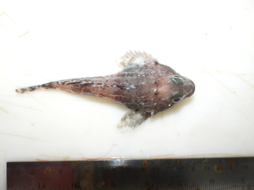 Atlantic hookear (Artediellus atlanticus) — Cottidae — 2
