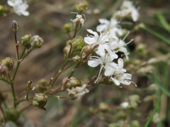 Gypsophila fastigiata