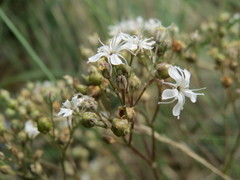 Gypsophila fastigiata