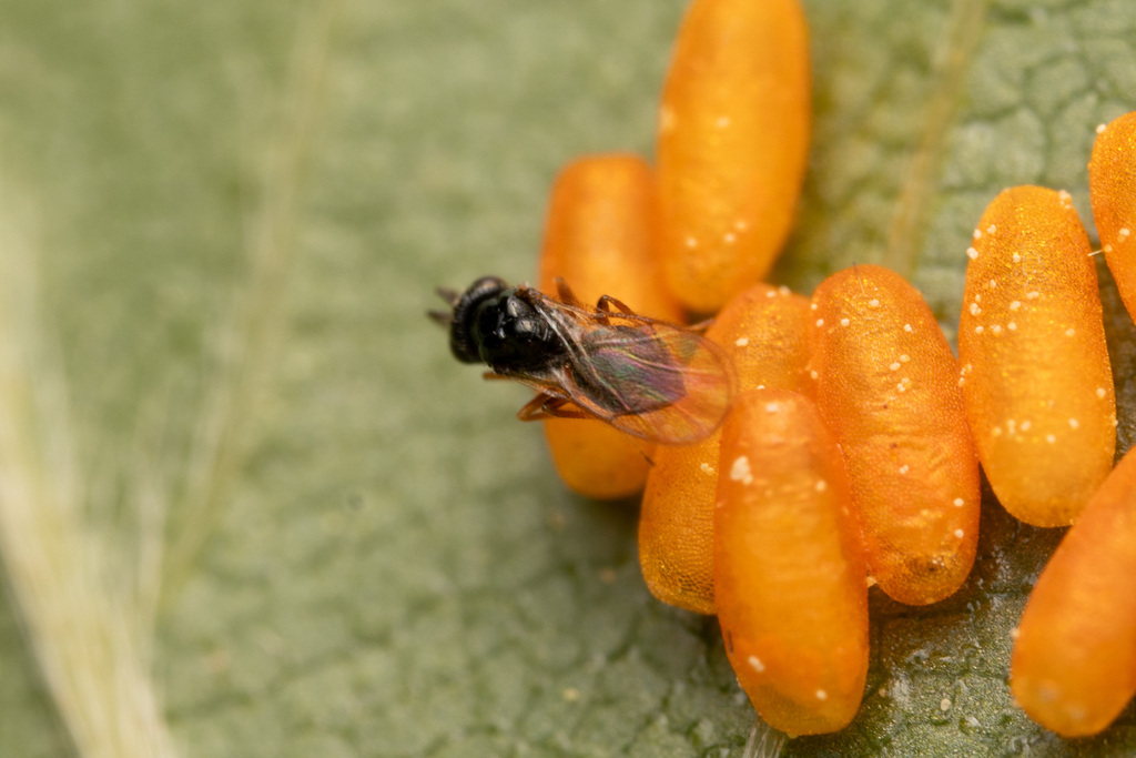 Erixestus winnemana