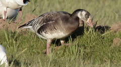 Anser caerulescens × Anser albifrons