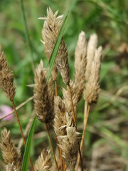 Phleum arenarium