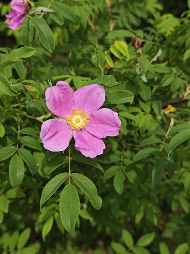Rosa davurica
