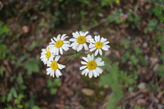 Tanacetum corymbosum