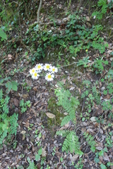 Tanacetum corymbosum