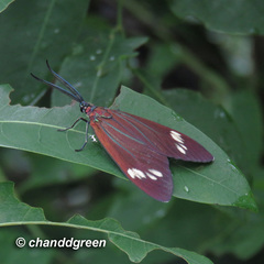 Cyclosia papilionaris