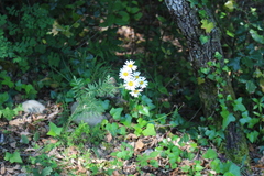 Tanacetum corymbosum