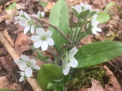Hepatica americana