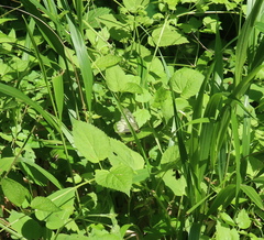 Parnassius stubbendorfii