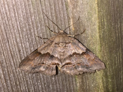 Gray-banded Zale