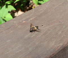 Helophilus eristaloidea