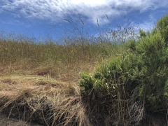 Leymus × multiflorus