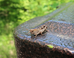 Ognevia longipennis
