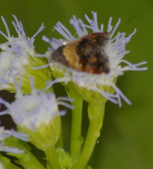 Tripudia versutus