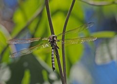 Austroaeschna speciosa