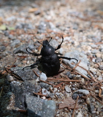 Dicronocephalus adamsi