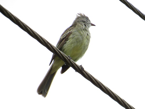 Guaracava-de-barriga-amarela