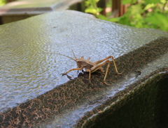 Paratlanticus ussuriensis