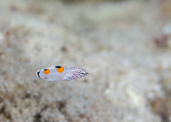 Clown Wrasse photo 3