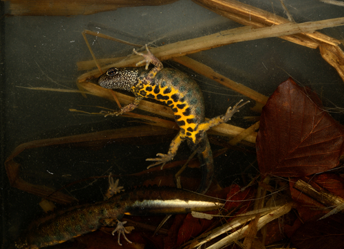 Italian Crested Newt