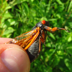 Magicicada cassinii