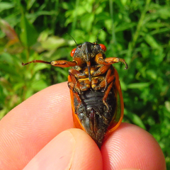 Magicicada cassinii