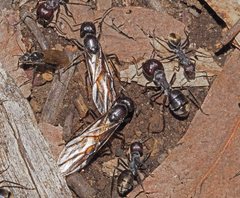 Camponotus suffusus