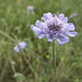 Fragrant Scabious - Photo (c) Andreas Rockstein, some rights reserved (CC BY-SA)