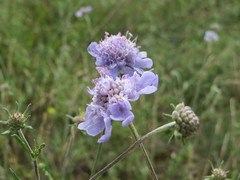 Scabiosa canescens