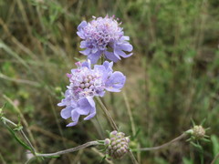 Scabiosa canescens